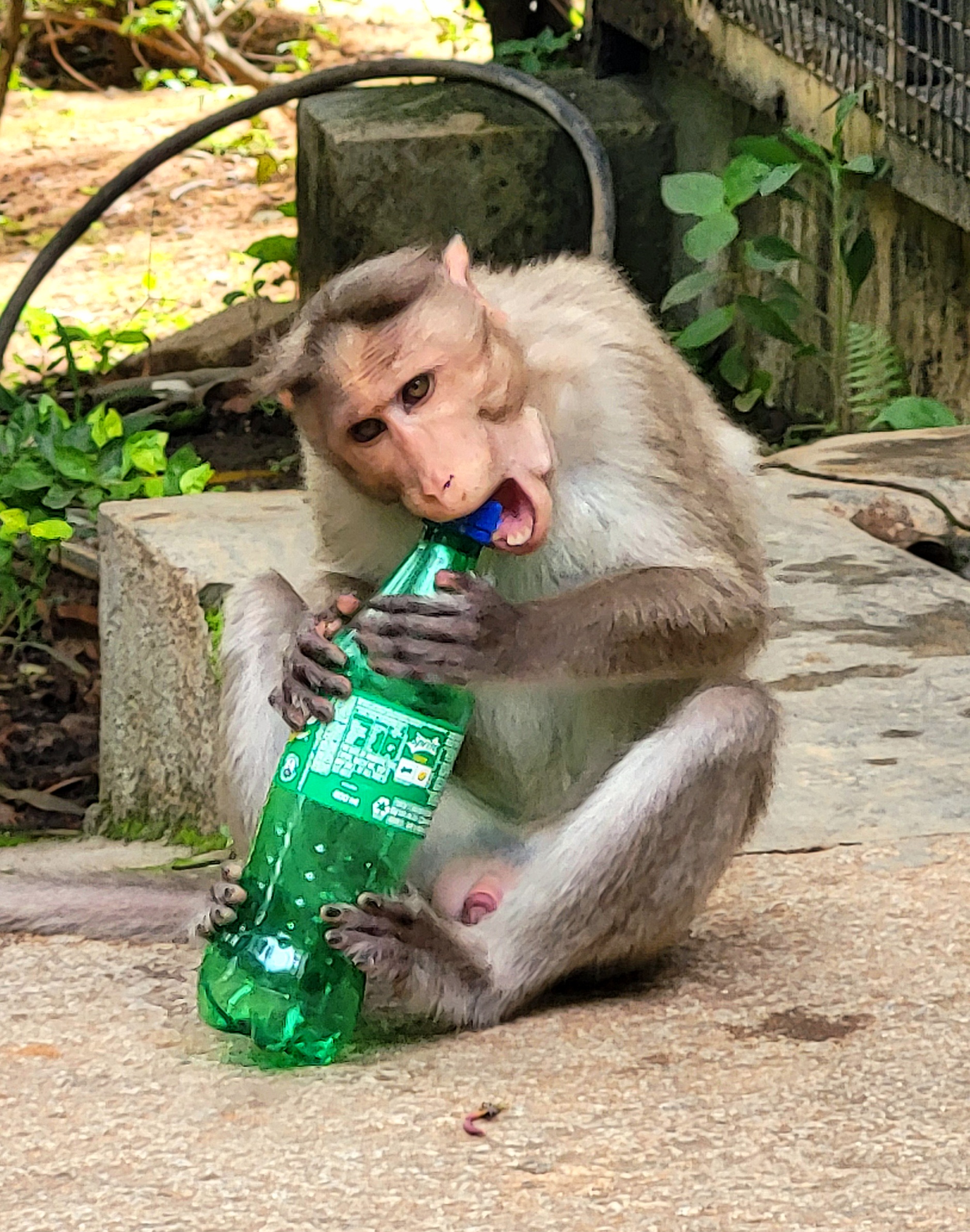 Wildlife Photography