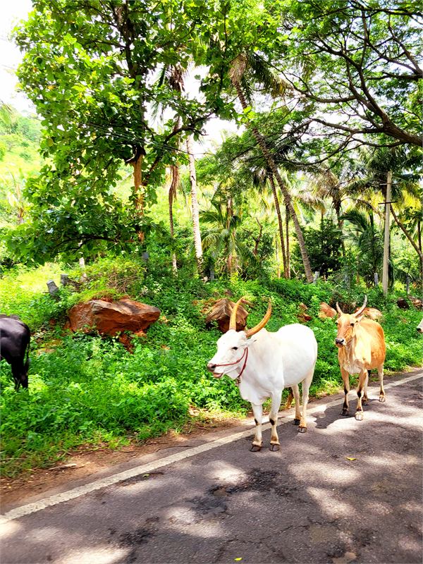 Green natural landscape