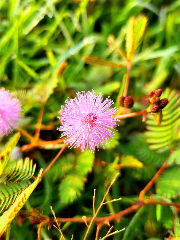 Macro close-up detail